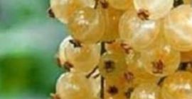 Sprzedam Porzeczkę Białą zbiór mechaniczny