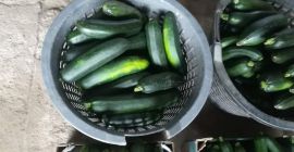 Witam mam do sprzedania cukiernie ,, CLAUSE generalne seeds