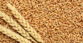 Jesteśmy hurtowymi dostawcami produktów pszennych i zbożowych, a nasza