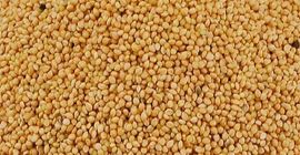 Jesteśmy hurtowymi dostawcami kaszy jaglanej i innych produktów zbożowych.