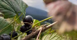 Dzień dobry, sprzedam - zrywaną w sposób ręczny -