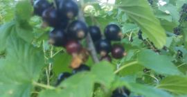 Porzeczki czarne i czerwone 28-30 czerwca 2021 20