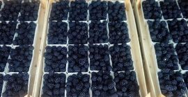 Sprzedam Jeżynę thornfree w dowolnym opakowaniu w zależności od