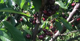 Czereśnia Burlat ,później inne odmiany ,Cordia ,Van