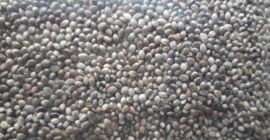 Chcielibyśmy kupić całe nasiona konopi (konopie). Pakowane do torebek.