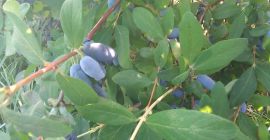 Sprzedam jagodę kamczacka. Owoce rwane ręcznie. Przy większych zamówieniach