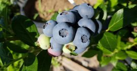 Sprzedajemy jagody ekologiczne/BIO, które są produkowane w lokalnej farmie