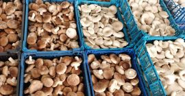 We are the largest shiitake producer in Poland. Our
