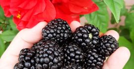 Witaj! Producent Rolny z Gminy PLESOIU OLT (189 km