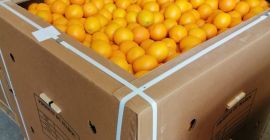 Orange Valencia Maroc Late dostępny w Maroku, do spożycia