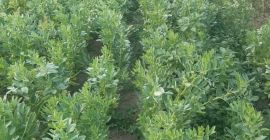 Sprzedam bób świeżo rwany.