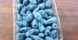 sprzedam owoce jagody kamczackiej odmiany Wojtek zbiór ręczny