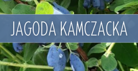 Witam. Posiadam do sprzedaży ok 1.5t owoców jagody kamczackiej