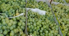 Winogrona z Macedonii będą dostępne od początku sierpnia, odmiany: