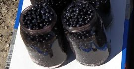 Sprzedam czyste świeże jagody leśne z własnego zbioru. Polskie,