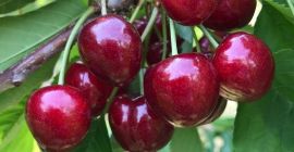 Dzień dobry, sprzedam owoce czereśni DUŻE soczyste bez robaków,
