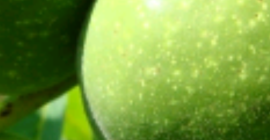 Sprzedam orzechy włoskie zielone. Ekologiczne