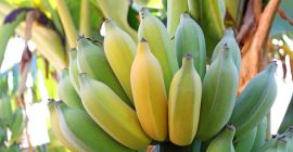 Sprzedam banany. Kraj pochodzenia: Costa Rica. Owoce są zapakowane