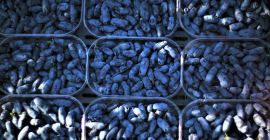 Sprzedam około 10 t jagody kamczackiej ze zbioru ręcznego