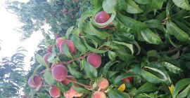 Duża ilość sprzedam. Piękne i różnorodne odmiany.