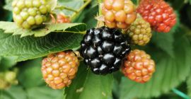 Sprzedam jeżyny - miejscowość Onești, powiat Bacău (od 26