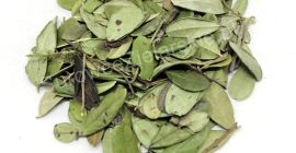 Sprzedam Borówkę brusznica liść (Vitis idaea folium), duże ilości