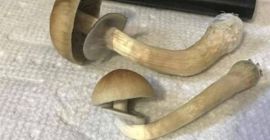 Salah PSILOCIBINA ▪ ▪ Hongo magico gorro wolności ▪psilocybe