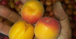 Sprzedajemy morele hurtowo jesteśmy producentem drutu jezdnego 00359895005902 00359897380935