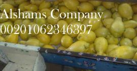 Jesteśmy ALshams dla ogólnego importu i eksportu. Jesteśmy w