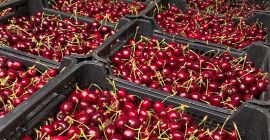 Piękna świeża czereśnia - odmiany sylwia, wanda, kordia i