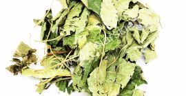 Sprzedam Leszczyna liść (Corylus avellana folium) duże ilości z