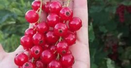 Porzeczka czerwona rwana ręcznie codziennie.