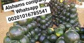 we are one of Leading companies In the field