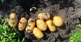 Ziemniaki Carera najwyższej jakości. Duże ilości.