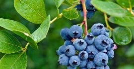 Nawiąże współprace w sezonie 2022 bezpośrednio z producentami borówki