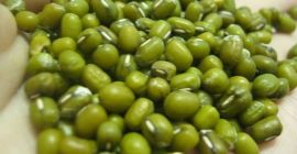 100% sprzedaż hurtowa 2020 Zielona fasola mung do kiełkowania