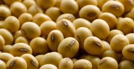 Uprawa 2020 Wysokobiałkowa żółta soja Opakowanie: 25 kg pleciony