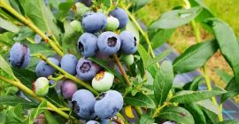 Sprzedam jagody uprawne.