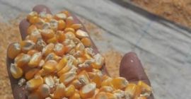 Suszona żółta kukurydza Gorąca sprzedaż i wysoka jakość Biała