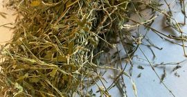 Sprzedam Rdest ptasi ziele (Polygoni avicularis herba), duże ilości