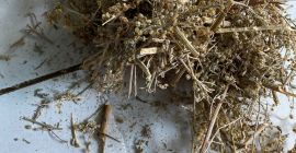 Sprzedam Piołun ziele (Absinthii herba ), duże ilości z