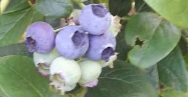 Sprzedam piękną borowke zbieram ok 150kg tygodniowo