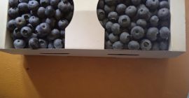 Sprzedam borówki amerykańskie cena do uzgodnienia