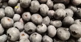 Borówka amerykańska bluecrop 15 + . Pakowana w koszyczki