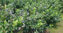 Sprzedam Borówkę odmiana Chendler i Nelson ok 2 Ton