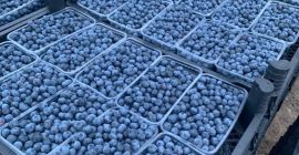 Dobry dzień! Sprzedajemy hurtowo wysokiej jakości jagody z Uzbekistanu.