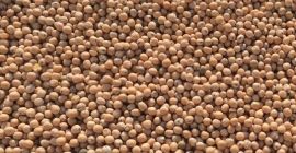 Nasza firma SEEDMARKET LLC z siedzibą w Moskwie w