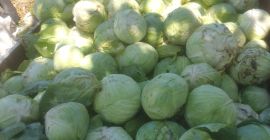 Bardzo dobry do spożycia !! Produkt ekologiczny