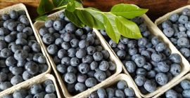 Świerza borówka amerykańska z własnej plantacji ok 80 100kg