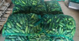 Sprzedam ogórki, duże ilości, 3 sorty. Proszę o kontakt